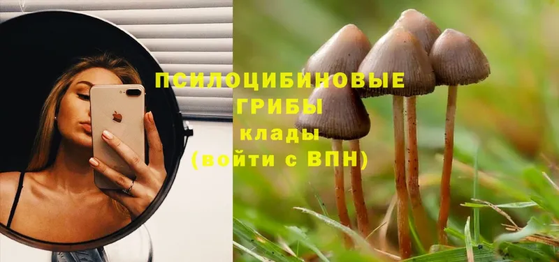 где купить наркоту  Покров  Галлюциногенные грибы Magic Shrooms 