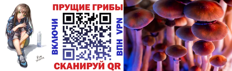 Псилоцибиновые грибы Cubensis  Покров 